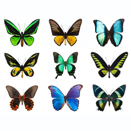 
Postzegels





van het thema Vlinders

'