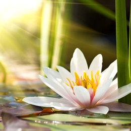 
Postzegels





van het thema Bloemen En Planten

'