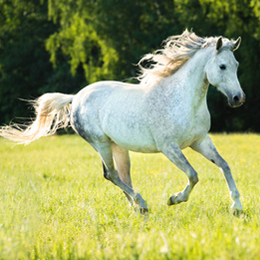 Postzegels
van het thema Paarden
'
Postzegels
van het thema Paarden
'