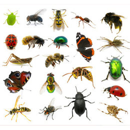 
Postzegels





van het thema Insecten

'