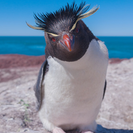 
Postzegels





van het thema Pinguins

'
