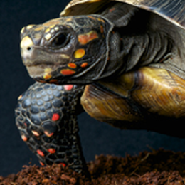 Postzegels
van het thema Schildpadden
'
Postzegels
van het thema Schildpadden
'