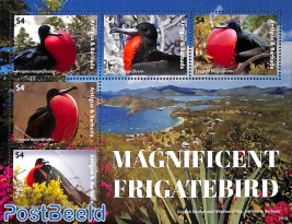 Magnificent Frigatebird 5v m/s