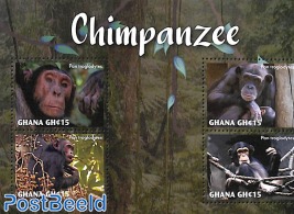 Chimpanzee 4v m/s