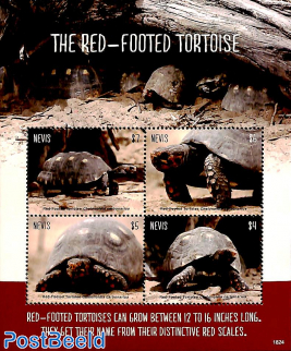 Red-footed tortoise 4v m/s