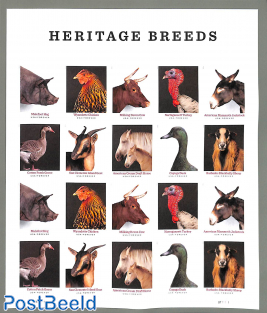 Heritage Breeds m/s s-a