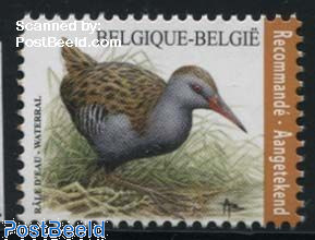 Bird, Water Rail 1v