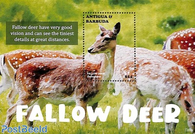Fallow Deer s/s