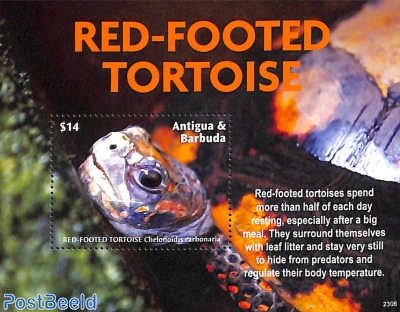 Red-Footed Tortoise s/s