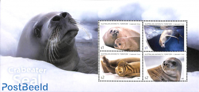 Crabeater seal s/s