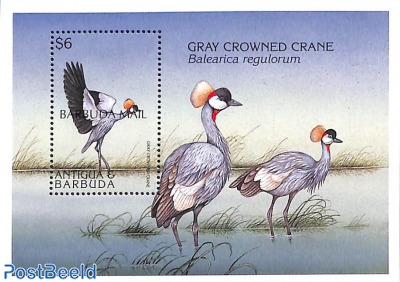 Gray crowned crane s/s
