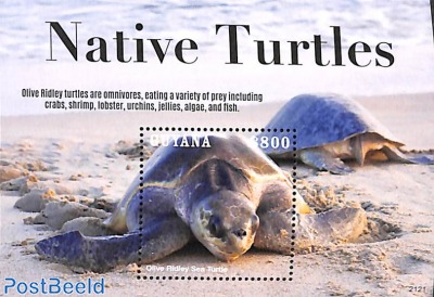Native Turtles s/s