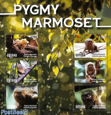 Pygmy Marmoset 6v m/s