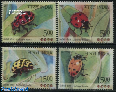Ladybird Beetle 4v