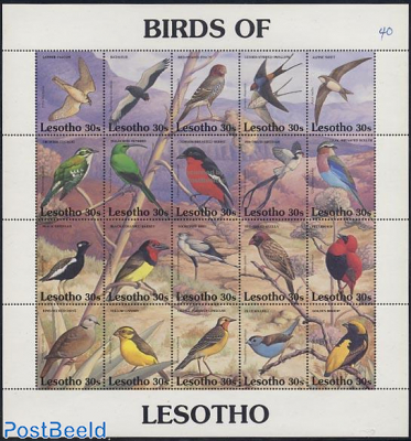 Birds 20v m/s