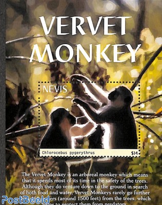 Vervet Monkey s/s