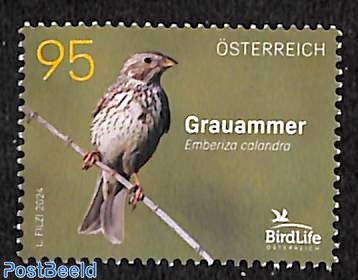 Grauammer bird 1v