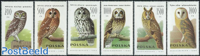 Owls 6v