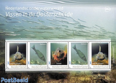 Fish in Oosterschelde 5v m/s