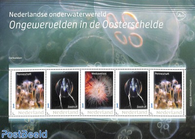 Invertebrates in Oosterschelde 5v m/s