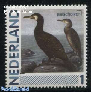 Birds, Aalscholver 1v (Phalacrocorax carbo)