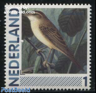 Birds, Rietzanger 1v (Acrocephalus schoenobaenus)