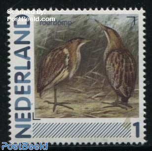Birds, Roerdomp 1v (Botaurus stellaris)