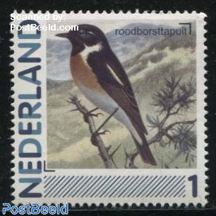 Birds 1v, Roodborsttapuit (Saxicola rubicola)