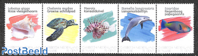 Bonaire, marine life 5v