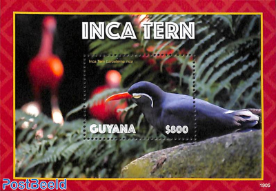 Inca Tern s/s