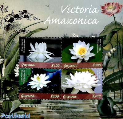 Victoria Amazonica 4v m/s