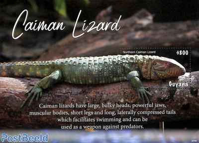 Caiman Lizard s/s