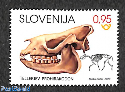 Prohyracodon Telleri 1v