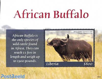 African Buffalo s/s