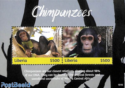 Chimpanzees 2v m/s