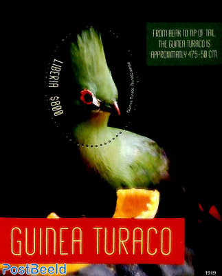 Guinea Turaco s/s