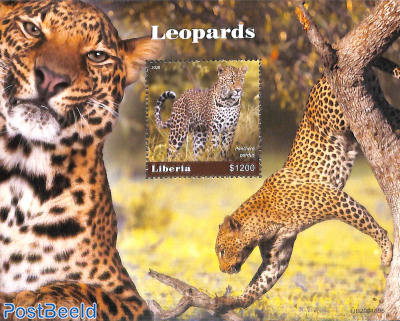 Leopards s/s