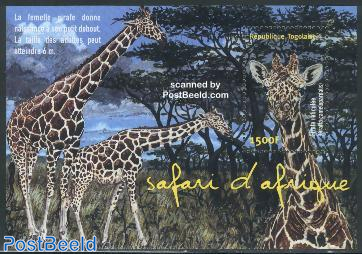 Safari, Giraffe s/s